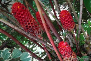 Guadeloupe Août 2015-02661  